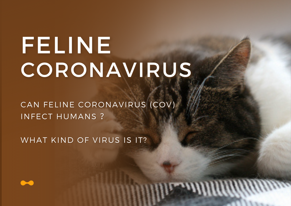 Can feline coronavirus (CoV) infect humans ？What kind of virus is it?